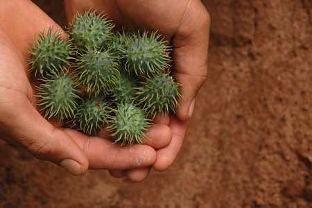 Piauí é o maior produto de mamona do nordeste