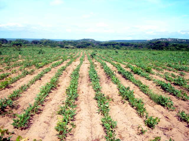 Plantio e agricultura