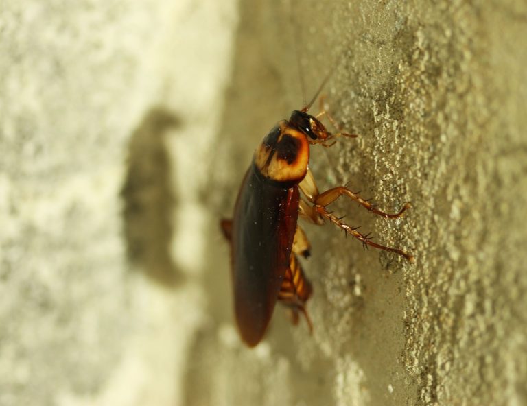 Invasão de baratas no calor? Entenda por que o inseto aparece mais no verão