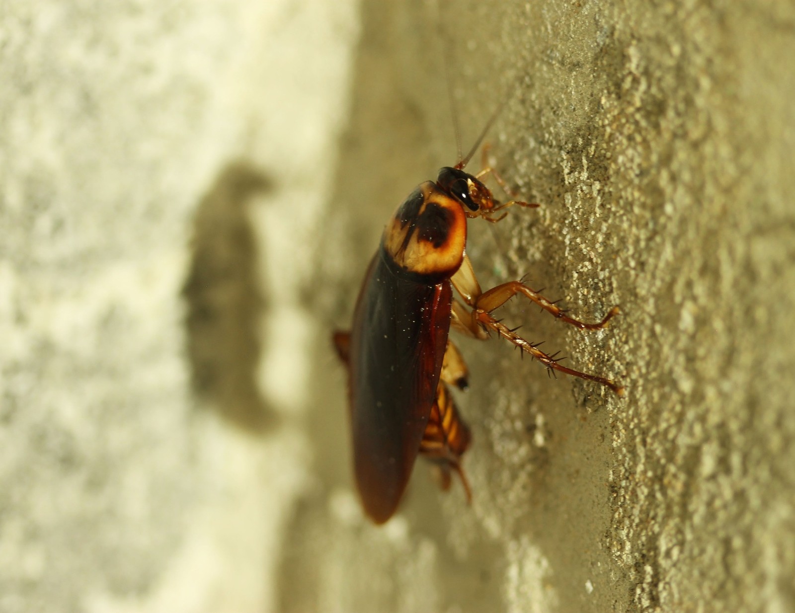 Invasão de baratas no calor? Entenda por que o inseto aparece mais no verão