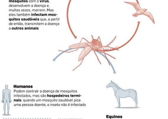 Febre do Nilo no Piauí