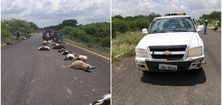 Veículo atropela e mata rebanho de ovelhas em Paulistana