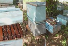Colmeias foram envenenadas na localidade Lazam Velha, zona rural de Monsenhor Hipólito