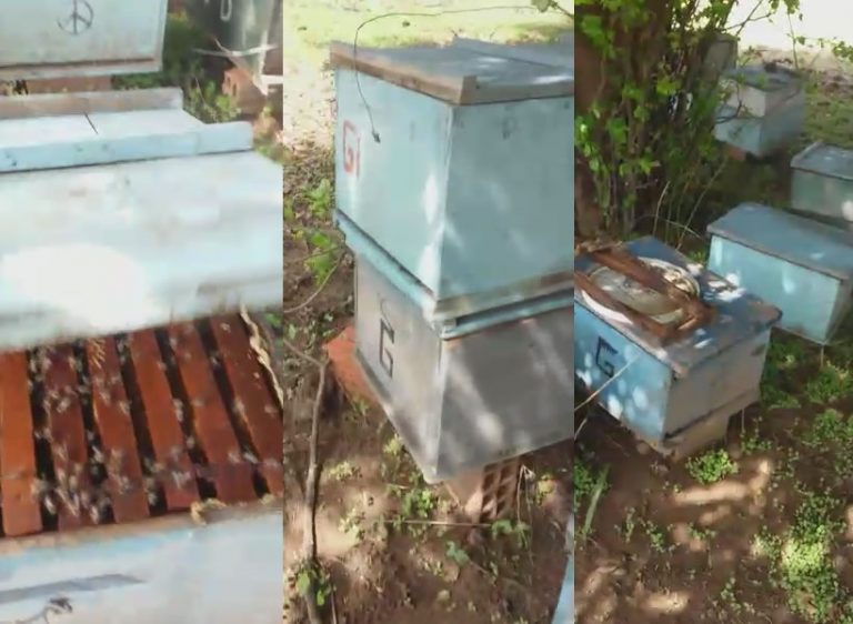 Monsenhor Hipólito: Abelhas mortas em suposto envenenamento são periciadas em São Paulo