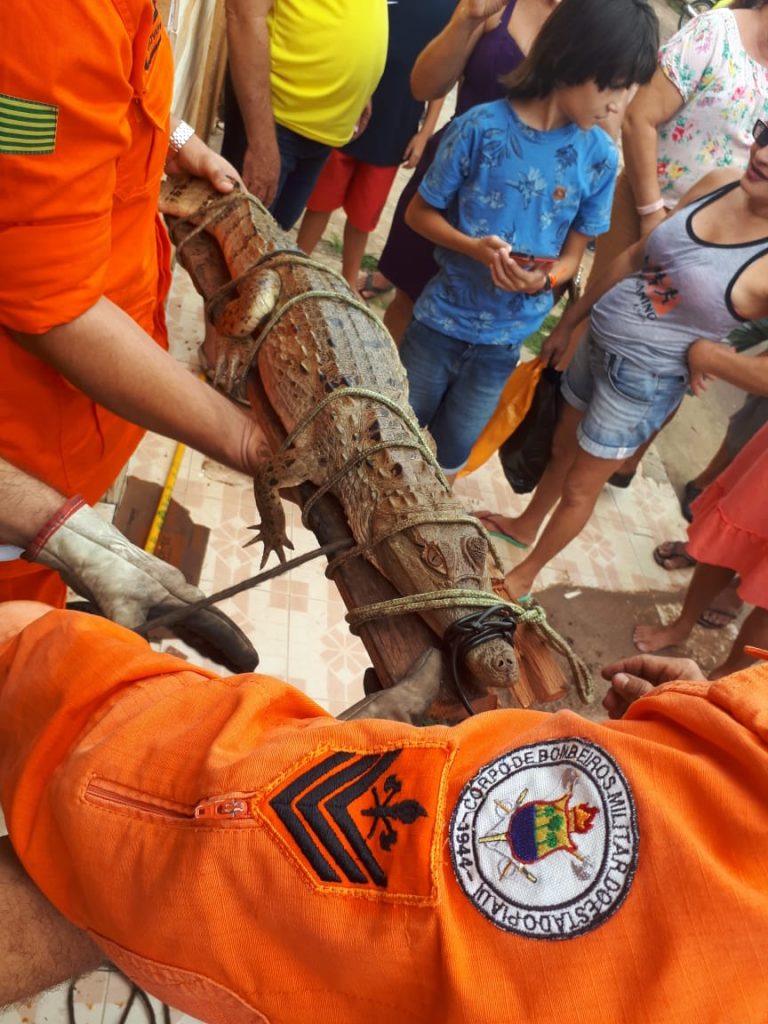 Picos: Corpo de Bombeiros captura jacaré no bairro Cohab