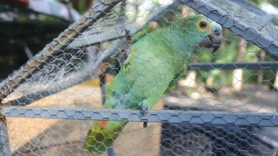 Papagaio apreendido em ponto de tráfico foi transferido para o Zoobotânico de Teresina — Foto: José Marcelo/G1