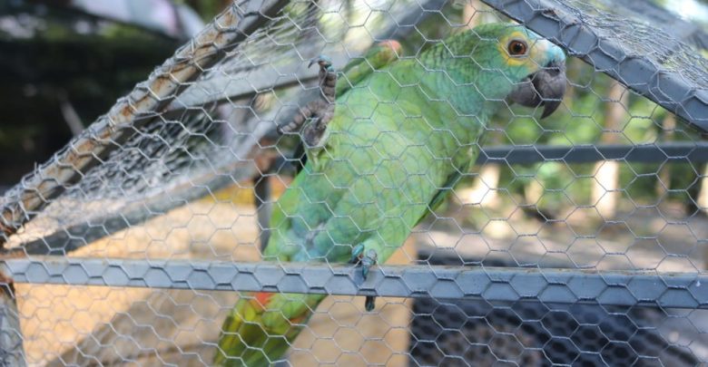 Papagaio apreendido em ponto de tráfico foi transferido para o Zoobotânico de Teresina — Foto: José Marcelo/G1