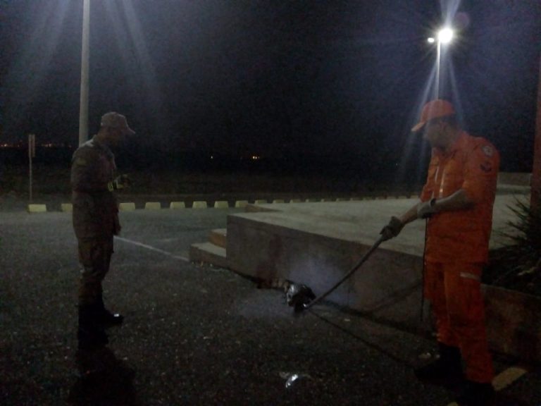 Corpo de Bombeiros de Picos captura jacaré em estacionamento de shopping