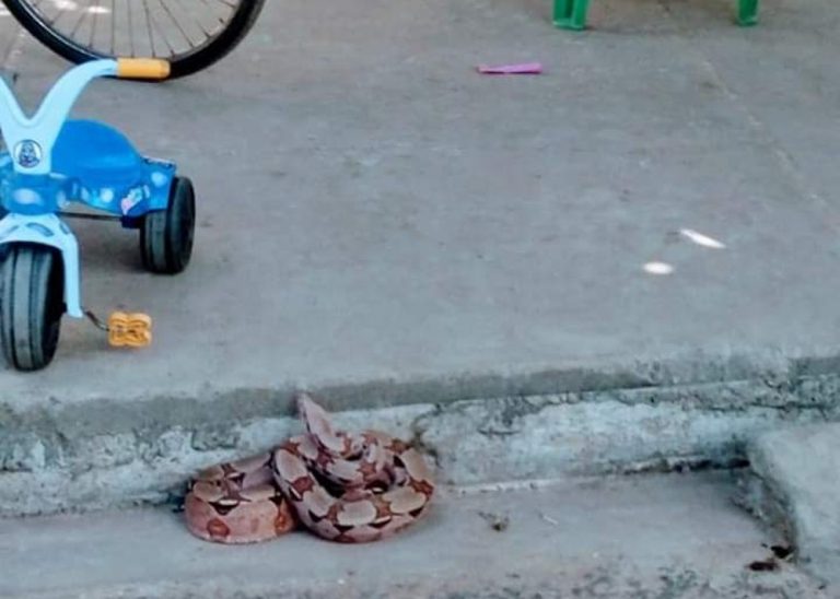 Jiboia é encontrada por crianças em calçada de residência