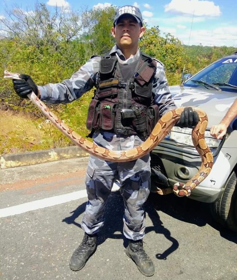 Jiboia foi contida por policiais militares — Foto: Divulgação/PM