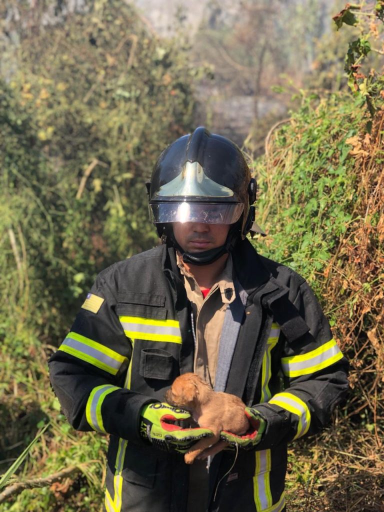 Em Picos, bombeiros resgatam filhotes de cachorro durante incêndio
