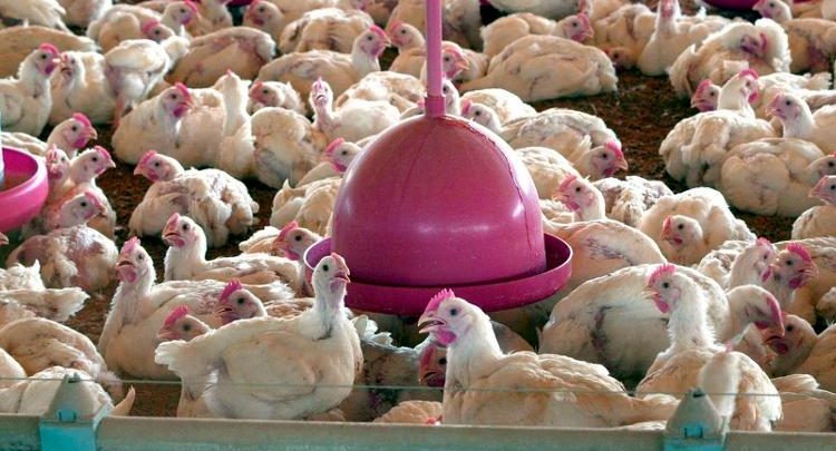 Nas granjas, a salmonela se espalha ao ser transmitida pelas fezes das aves; a criação em sistema de confinamento contribui para disseminar a bactéria