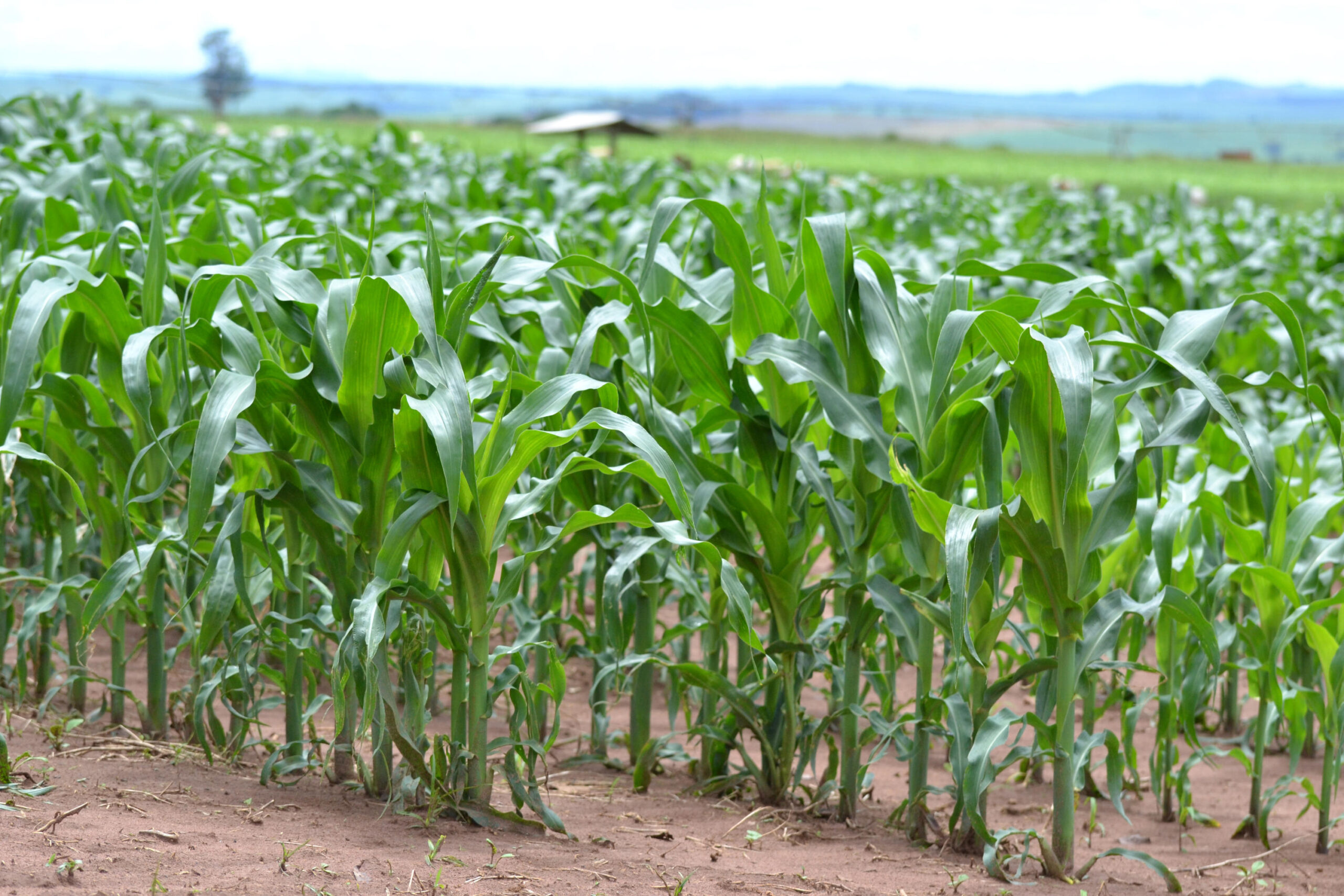 Chuvas irregulares provocam perda de 60% na safra agrícola em Picos