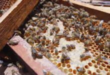 As abelhas são responsáveis pela polinização inclusive de plantas medicinais — Foto: Globo Repórter
