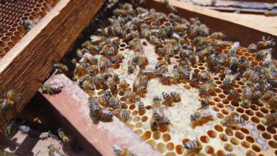 As abelhas são responsáveis pela polinização inclusive de plantas medicinais — Foto: Globo Repórter