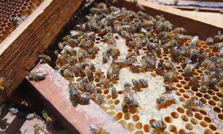 As abelhas são responsáveis pela polinização inclusive de plantas medicinais — Foto: Globo Repórter