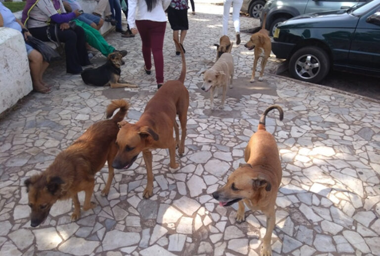 Combate à superpopulação de animais em Picos através da castração continua em 2024