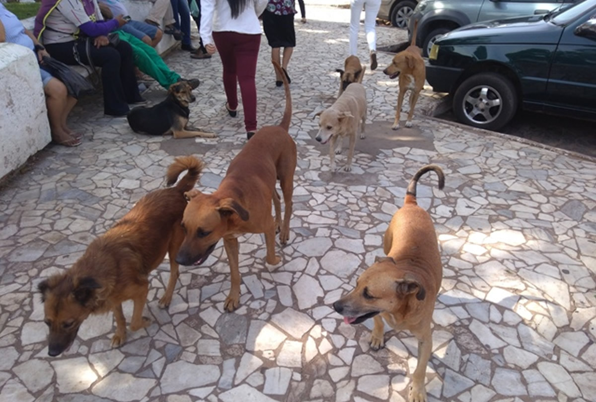 Combate à superpopulação de animais em Picos através da castração continua em 2024