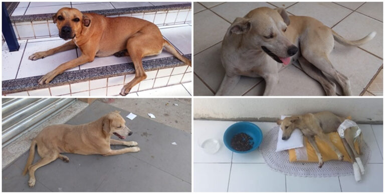 APAPI se solidariza com famílias que tiveram crianças feridas por ataque de cães em Picos