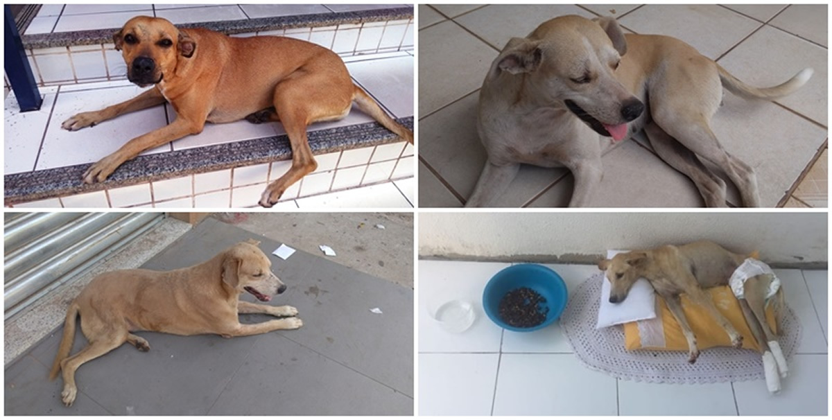 APAPI se solidariza com famílias que tiveram crianças feridas por ataque de cães em Picos