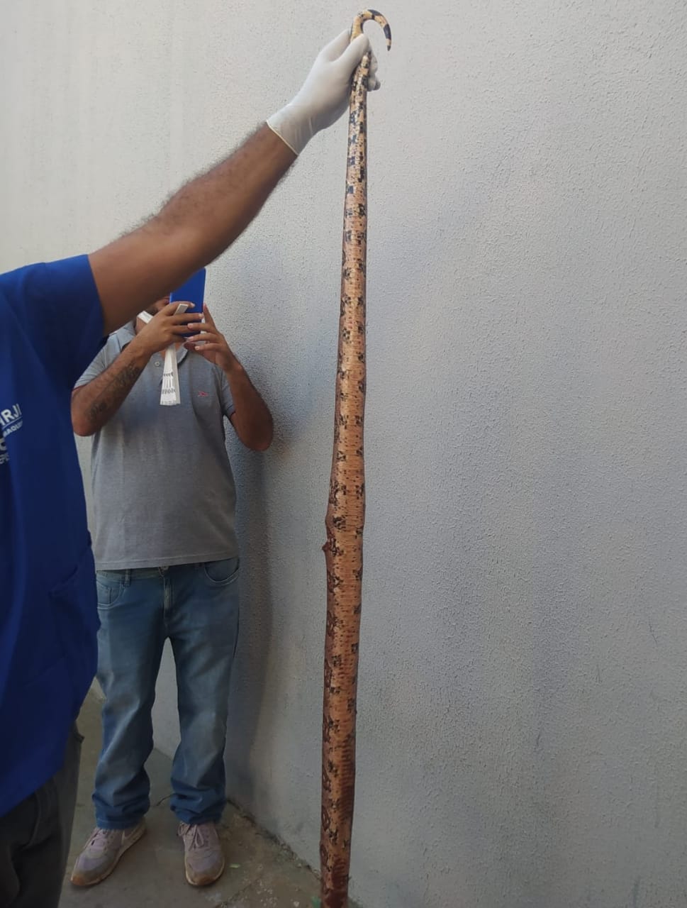 Idoso dá entrada no Hospital Regional de Picos após sofrer várias picadas de cobra