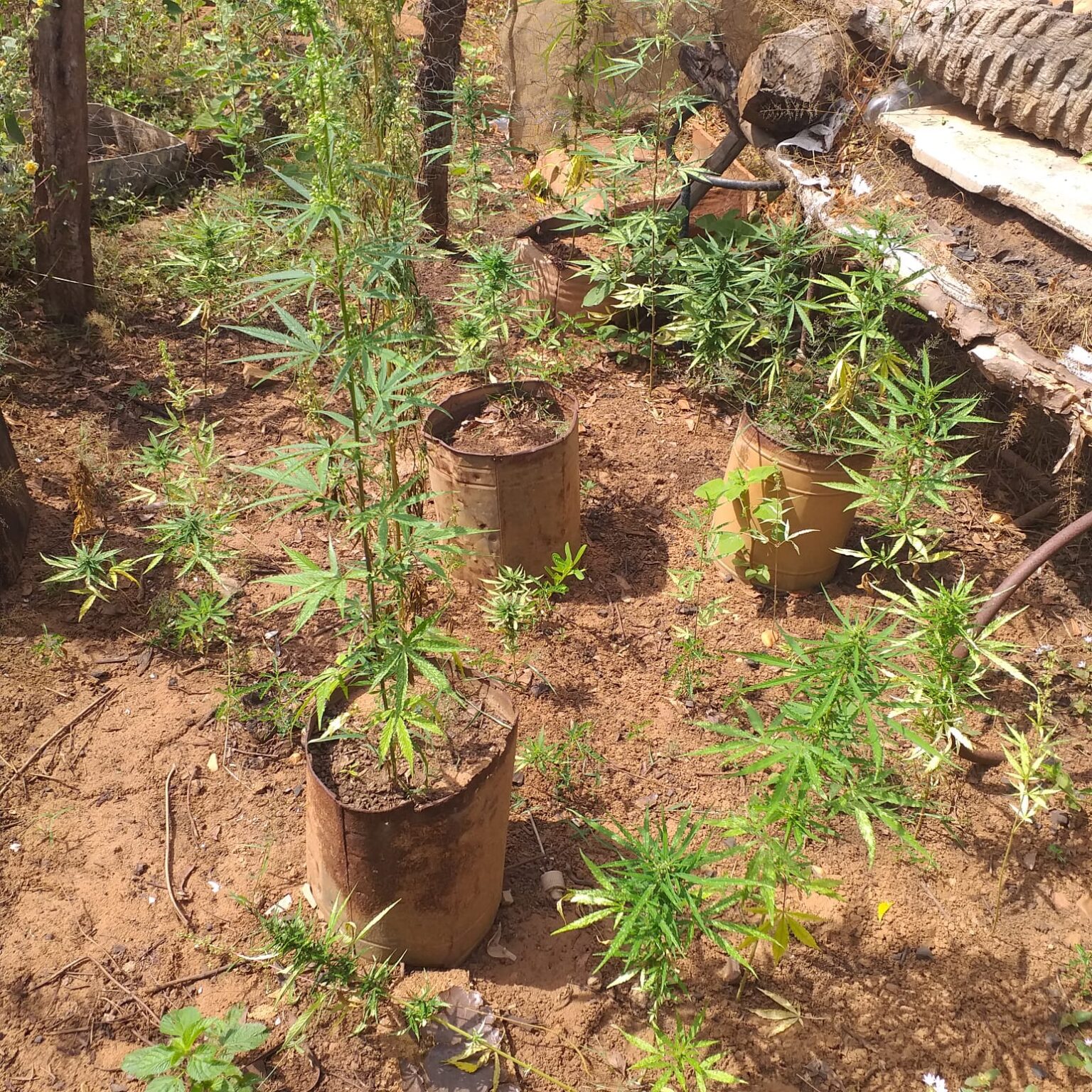 Polícia apreende 53 pés de maconha em Santa Cruz do Piauí