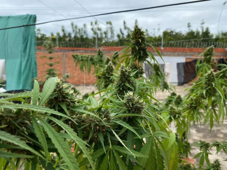 Pais de menino de 2 anos que tinha 200 convulsões por dia conseguem autorização para plantar maconha medicinal no Piauí
