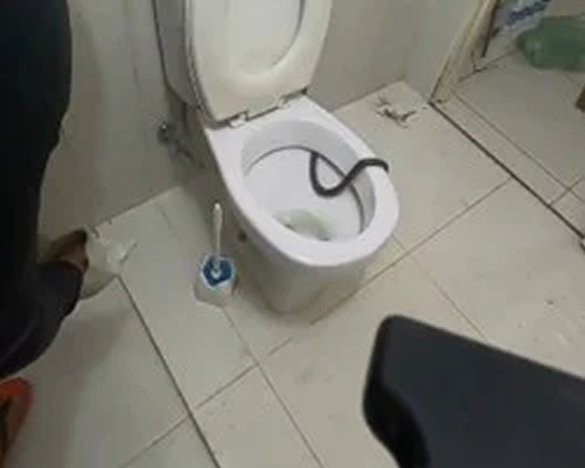 Cobra é encontrada dentro de vaso sanitário em chácara; vídeo
