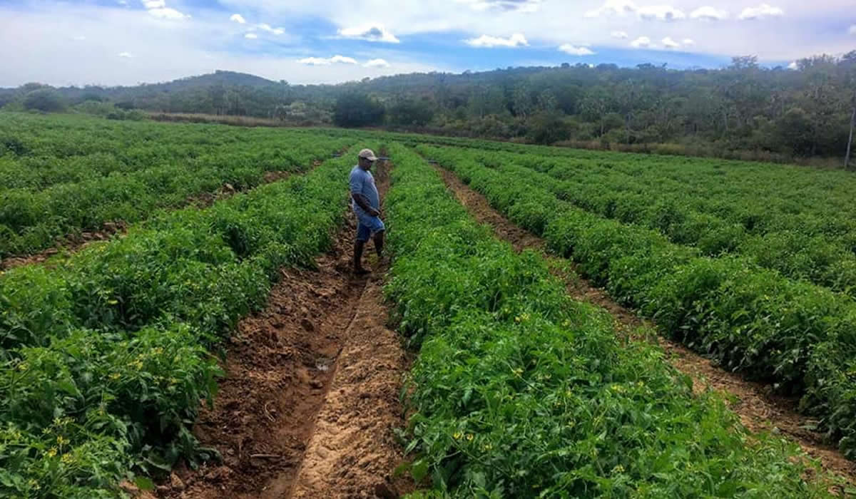 Maior produtor do Piauí, Conceição do Canindé realizará I festa do Tomate; veja a programação