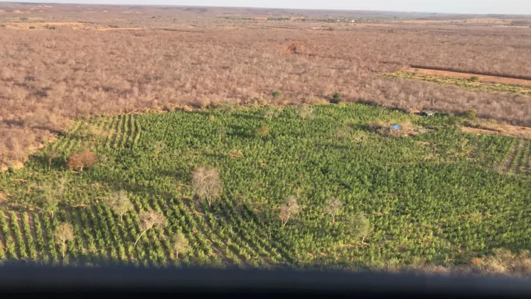PM de Picos encontra plantação com 170 mil pés de maconha em Campinas do Piauí