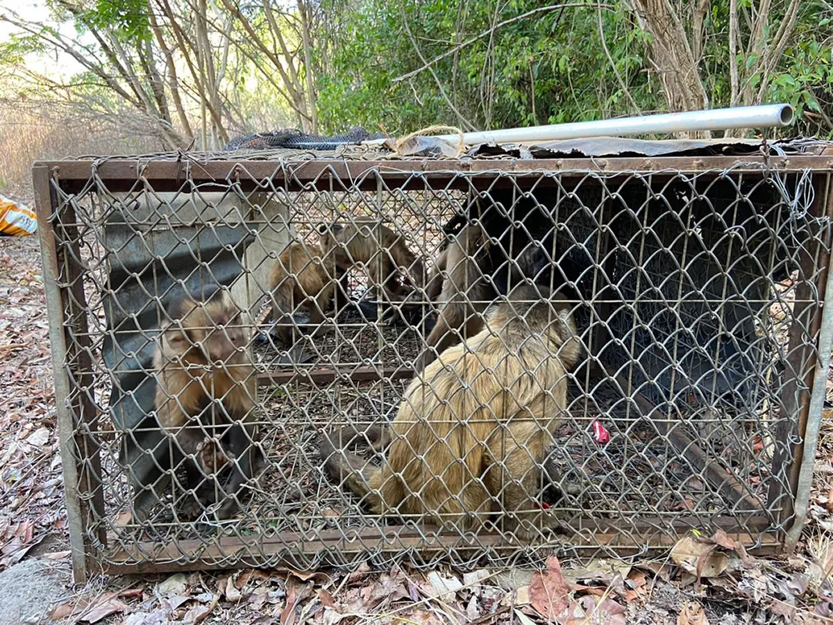 Macaco que ‘amolava faca’ e ‘lavava roupa’ é solto na natureza após três meses de reabilitação no Piauí