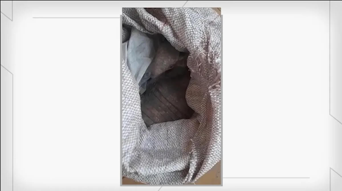 Dono de bar é preso suspeito de vender tatus e tamanduás em Jacobina do Piauí
