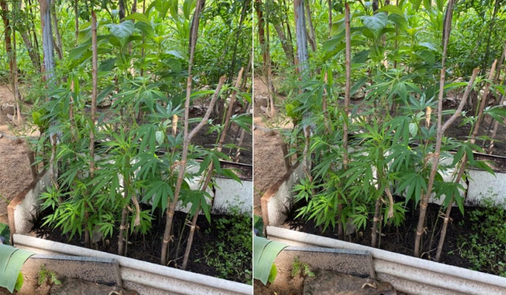 Plantação de maconha para comer na salada - Foto:PM