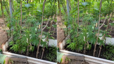 Plantação de maconha para comer na salada - Foto:PM