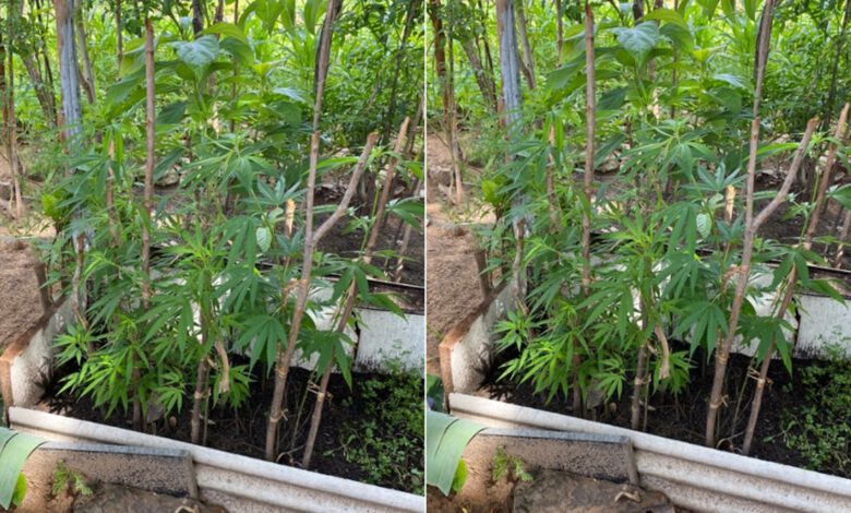 Plantação de maconha para comer na salada - Foto:PM