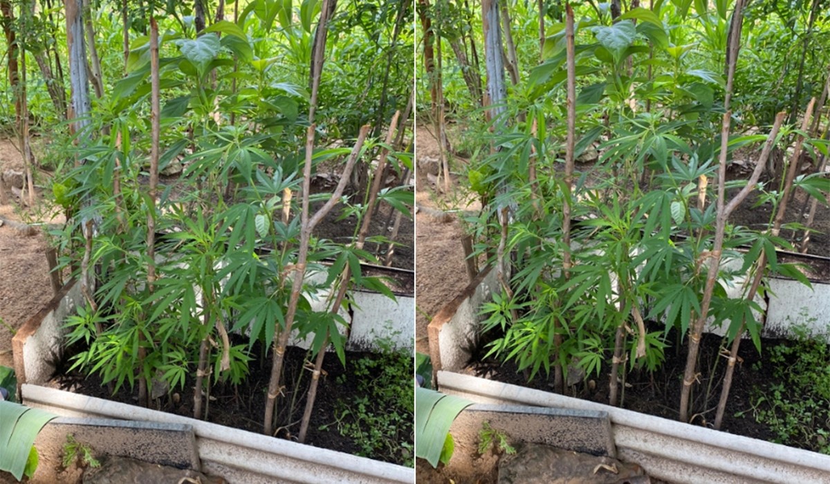 Casal é preso após ser flagrado com ‘horta de maconha’ em Floriano; ‘a gente iria comer com a salada’