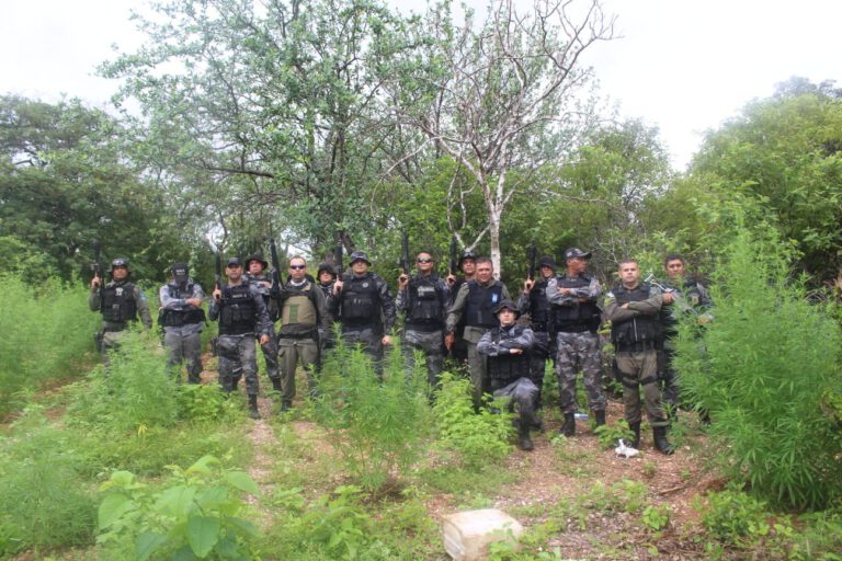 Polícia encontra plantação com 100 mil pés de maconha na zona rural de Paulistana