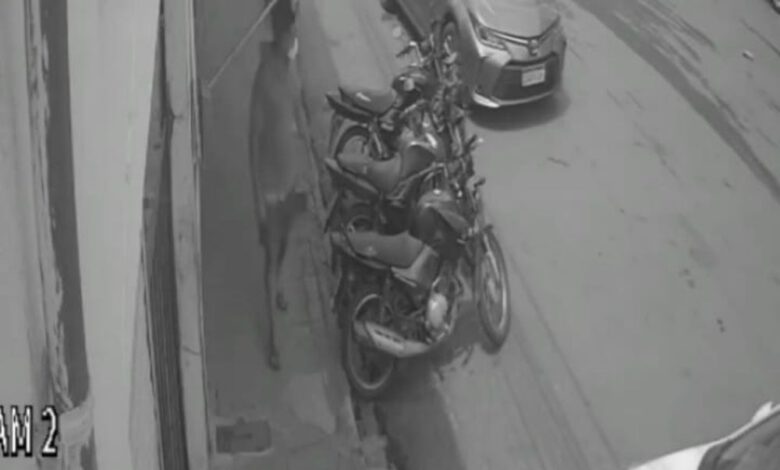 Imagem do suspeito capturada por câmeras de monitoramento no momento do furto da motocicleta em Picos.