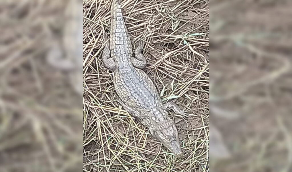 Um jacaré repousa imóvel sobre galhos de árvores no leito do Rio Guaribas, em Picos, enquanto curiosos observam à distância.