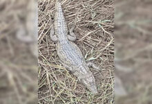 Um jacaré repousa imóvel sobre galhos de árvores no leito do Rio Guaribas, em Picos, enquanto curiosos observam à distância.