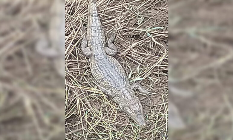 Um jacaré repousa imóvel sobre galhos de árvores no leito do Rio Guaribas, em Picos, enquanto curiosos observam à distância.