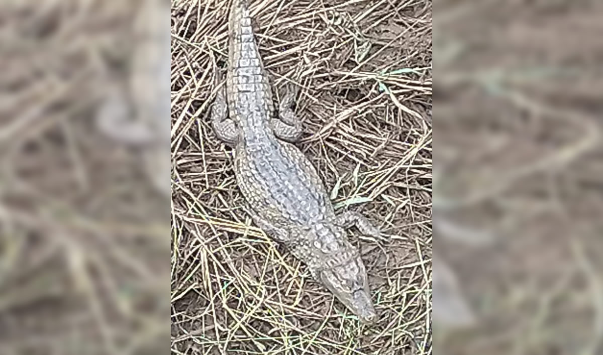 Moradores são surpreendidos com jacaré “tomando sol” no rio Guaribas