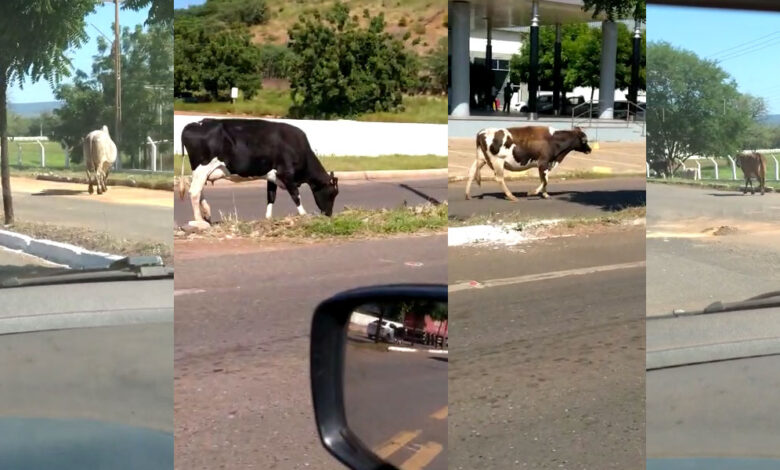 Animais na pista da BR 316 em Picos - Foto: Redes Sociais