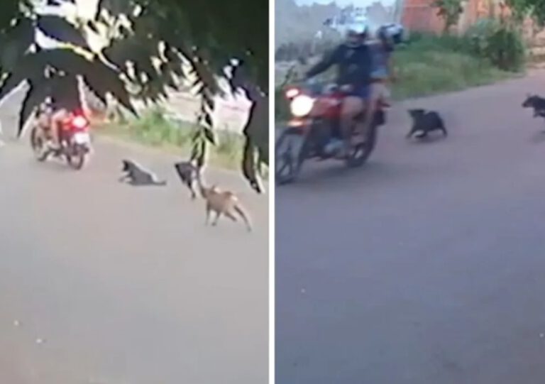 Em Picos, polícia identifica mãe e filha filmadas em moto arrastando cadela presa a corrente