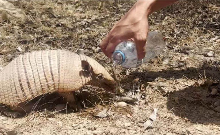 Tatu-peba se refresca com água mineral em meio à caatinga no Piauí