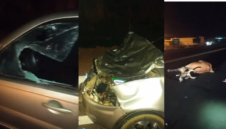 Colisão com animal na BR-316: motorista escapa de ferimentos após grave acidente em Picos