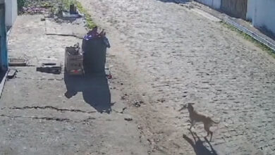 Cachorro caramelo furta celular em Jaicós