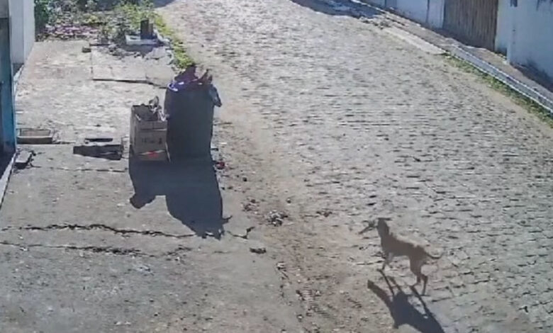 Cachorro caramelo furta celular em Jaicós