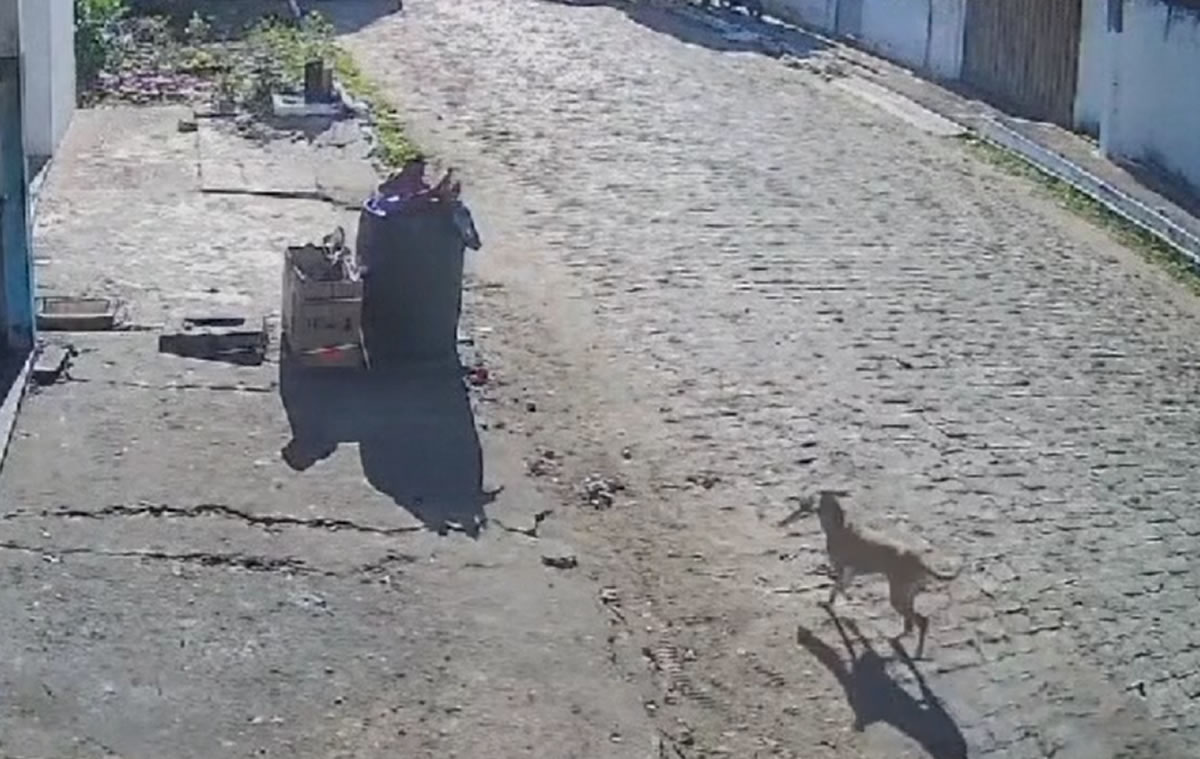 Cadela ‘ladra’ rouba celular em Jaicós: flagrante inusitado é capturado por câmeras de oficina mecânica