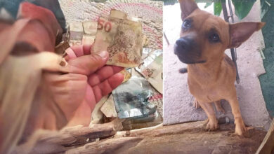 Cachorro caramelo não tem apego a dinheiro - Foto: Divulgação